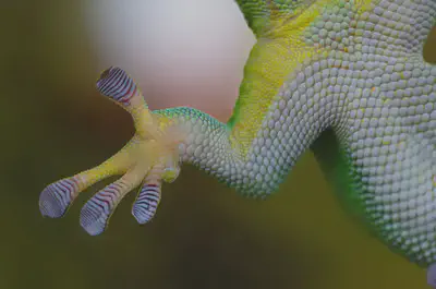 A gecko