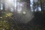 Between spider webs, 3D printing, geckos and AI - a week at MIT's online campus